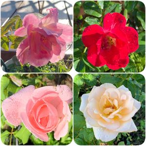 ガーデニング,花のある暮らし,ナチュラルスタイル,薔薇のある暮らし♡,おうち園芸の画像