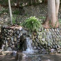 ケヤキ,ヤブラン,ノシラン,散歩,山野草の画像