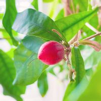 ミラクルフルーツ,観葉植物,実のなる植物,花のある暮らし,緑のある暮らしの画像