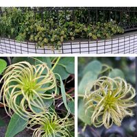 クレマチス,クレマチス,レインリリー,百日紅,泰山木(タイサンボク)の画像