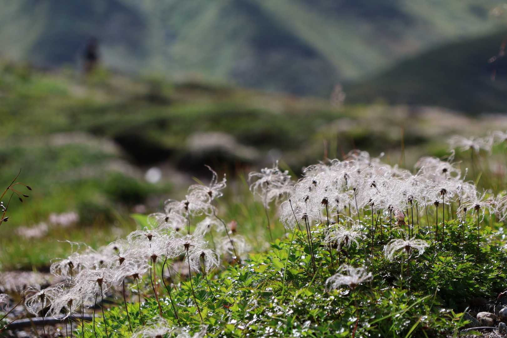 奥大日岳（標高2,611m）で出会ったお花🌸🤗｜🍀GreenSnap（グリーンスナップ）