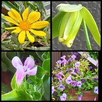 アルブカ,鉢植え,花のある暮らし,宿根ガザニア,天使の涙♡の画像