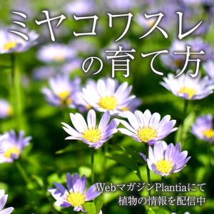 ミヤコワスレ,都忘れ,花壇,ガーデニング,花のある暮らしの画像