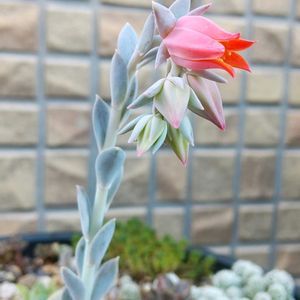 かたつむり,多肉植物,観葉植物,花壇,エケベリア ルシタの画像