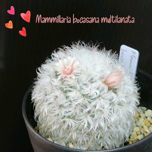 サボテン,マミラリア デュウェイ,高砂,マミラリア高砂,蓬莱宮の画像