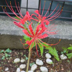 ヒガンバナ,植中毒,花自慢,植物マニア,花マニアの画像