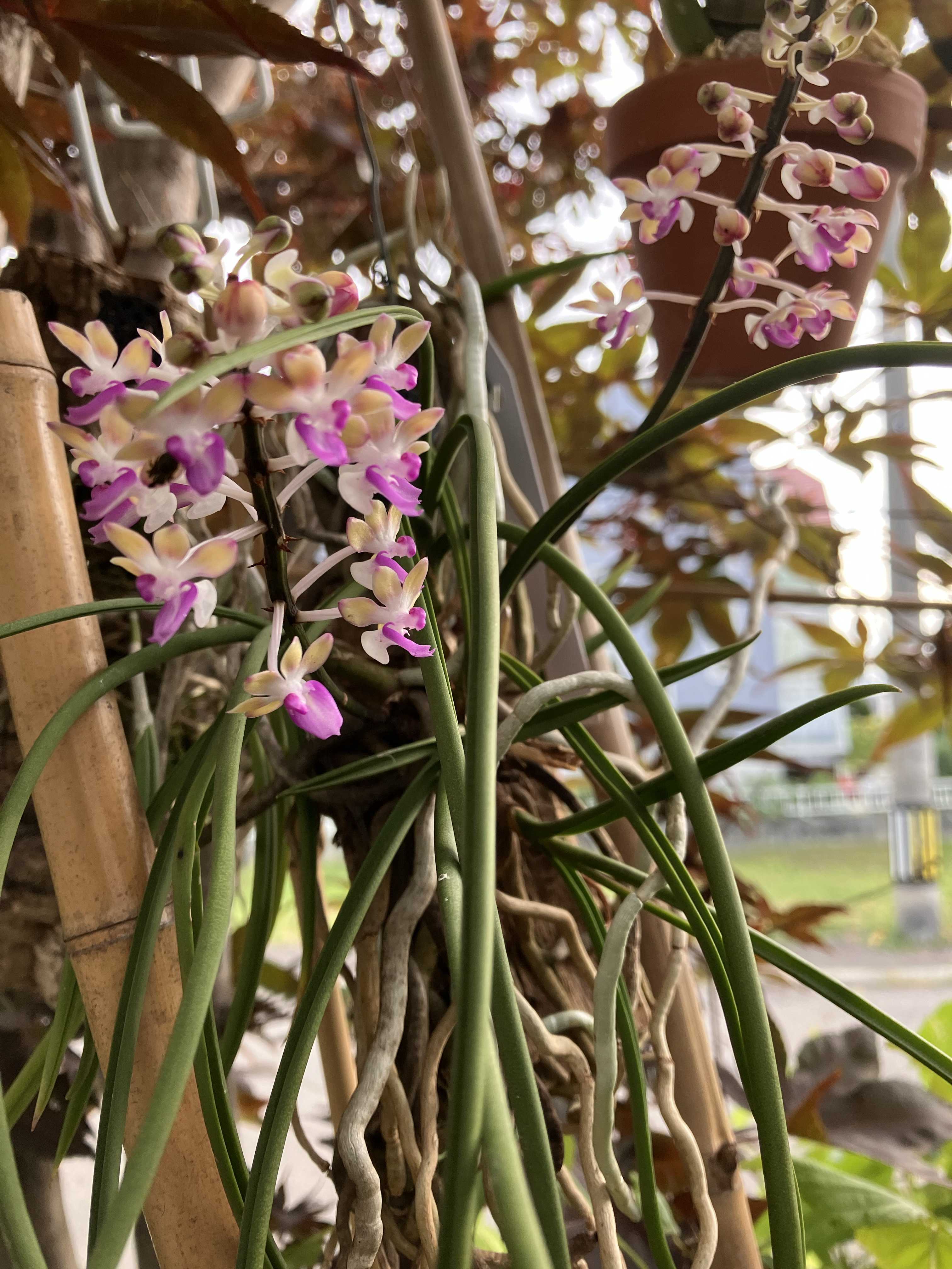 洋蘭原種　Aerangis エランギス　カーノウィアナム　プンクタータ　洋ラン 洋蘭原種 エランギス カーノウィアナム Aerangis ミニチュアオーキッド