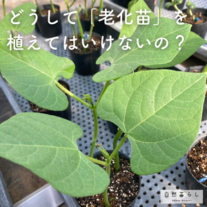 植物のある暮らし,肥料,プランター栽培,ベランダ菜園,露地栽培の画像