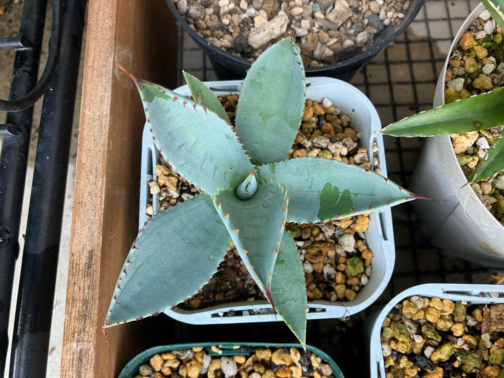パリートランカータ　地植え　ドライガーデン　耐寒性◎　2株以上購入で10%off 今日20時の動画です！ 是非ご覧ください！なにか紹介して欲しい