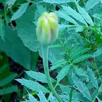 マリーゴールド,薔薇,サルビア・ガラニチカ,うちの庭,金曜日の蕾たちの画像