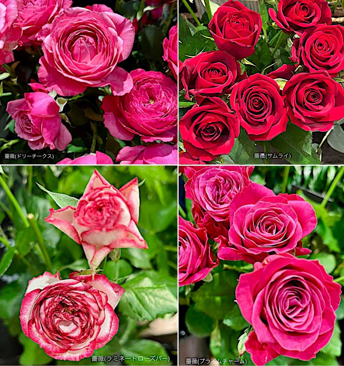 薔薇(プライムチャーム)の投稿画像 by カタバミさん｜薔薇(サムライ)と