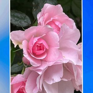 ピンクの花,薔薇♪,花のある暮らし,北海道,バラ科の画像