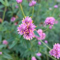 センニチコウ,ピンクの花,今日のお花,いつもの公園,頑張れ　大谷翔平選手の画像