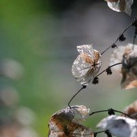 カシワバアジサイ,小柴自然公園の画像