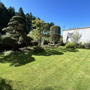 芝生,植物のある暮らし,芝生の庭,緑の庭,おうち園芸の画像