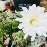 サンパラソル,短毛丸,ツピタンサス,かわいい,楽しみ〜の画像