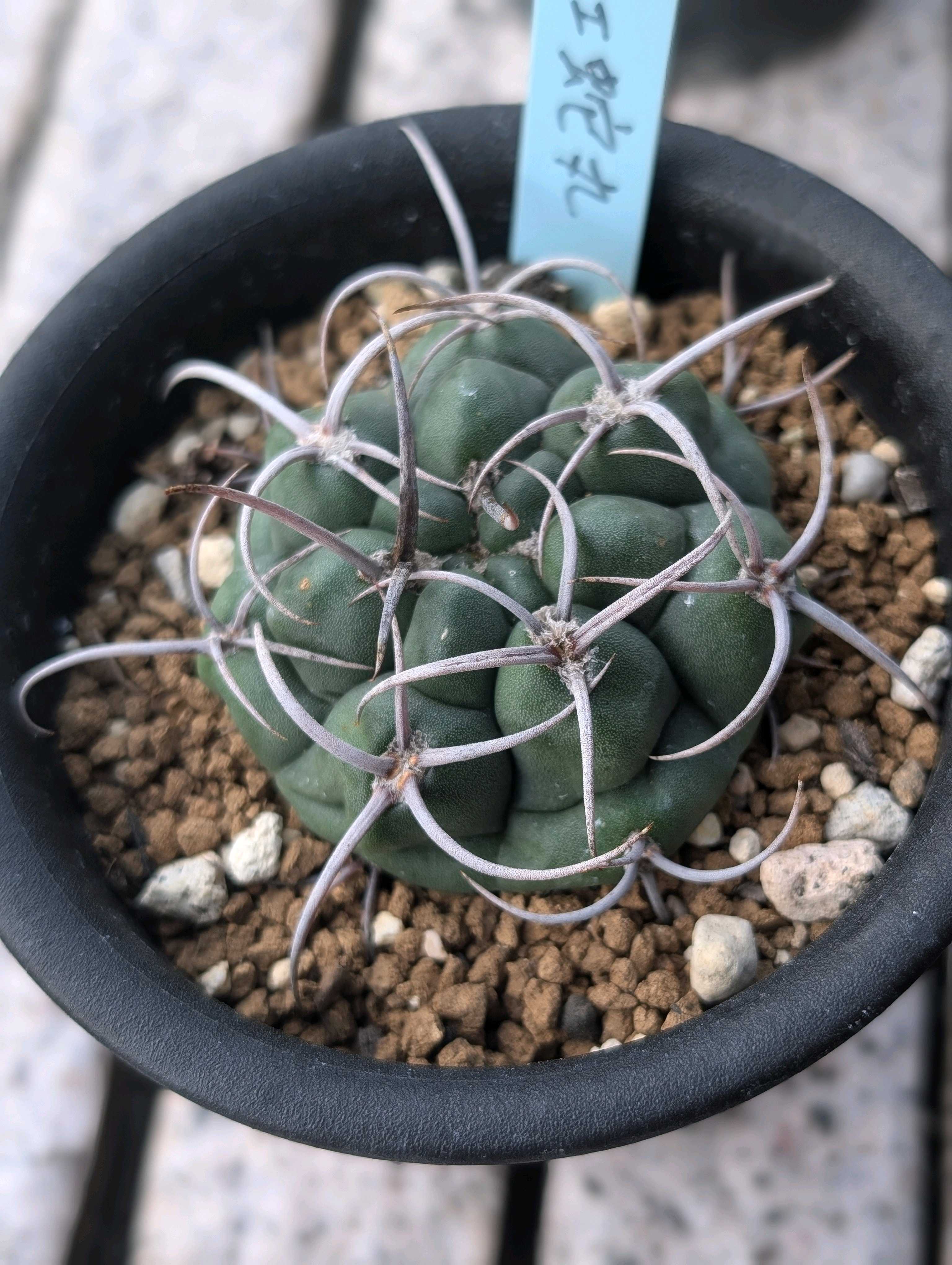 太刺光琳玉　台付 光琳玉の一覧｜🍀GreenSnap（グリーンスナップ）