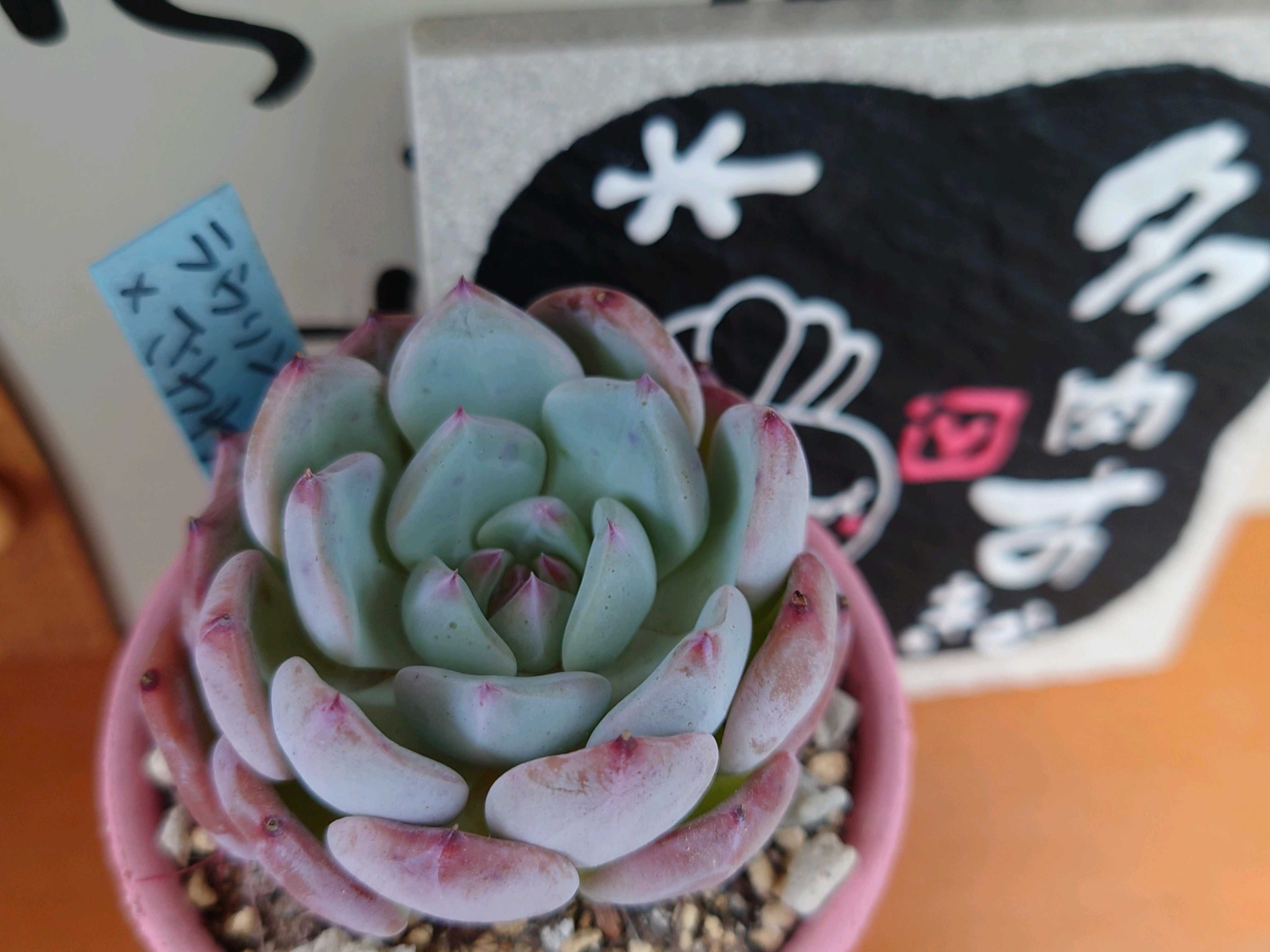 おらいさん苗青札の一覧｜🍀GreenSnap（グリーンスナップ）