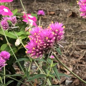 センニチコウ,今日のお花,自己流ガーデニング,庭の画像