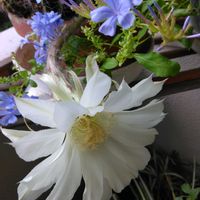 コレオプシス,ルドベキア タカオ,黄色コスモス,ルリマツリ(プルンパーゴ),サボテンの花✨の画像