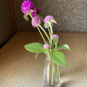 センニチコウ,赤い花,一輪挿し,ピンクの花,丸い花の画像