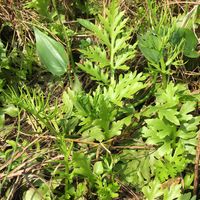 オモダカ,ヒレタゴボウ,ヒメミズワラビ,シマツユクサ,Ceratopteris gaudichaudii var. vulgarisの画像