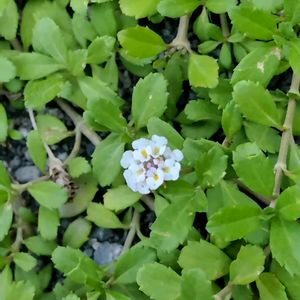 ヒメイワダレソウ,グランドカバー,小さなお花,葉が綺麗,地を這う植物の画像