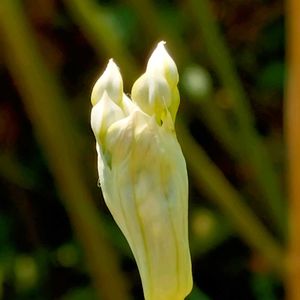 ニラ,花芽,庭の画像