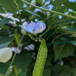 シカクマメ,シカクマメ,収穫,夏野菜,家庭菜園奮闘日記の画像