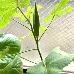 オクラ,オクラ,グリーン,成長記録,夏野菜の画像