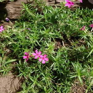 芝桜,グランドカバー,初秋,北海道,庭の画像