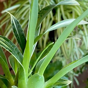 オンシジウム,観葉植物,花芽,斑入り。,GSに感謝。の画像