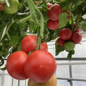 今日の花,お野菜,お出かけ先。,チーム愛知の画像