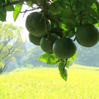 カボス,田んぼの稲,稲（いね）,食べ頃,実家の田んぼの画像