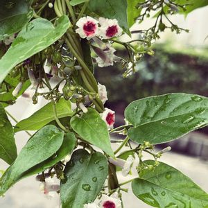 ヘクソカズラ,ヘクソカズラ,ヘクソカズラ,小さなお花,最寄駅の画像