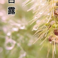 エノコログサ,祈り,お家園芸,*ファーム,乙女色クラブの画像