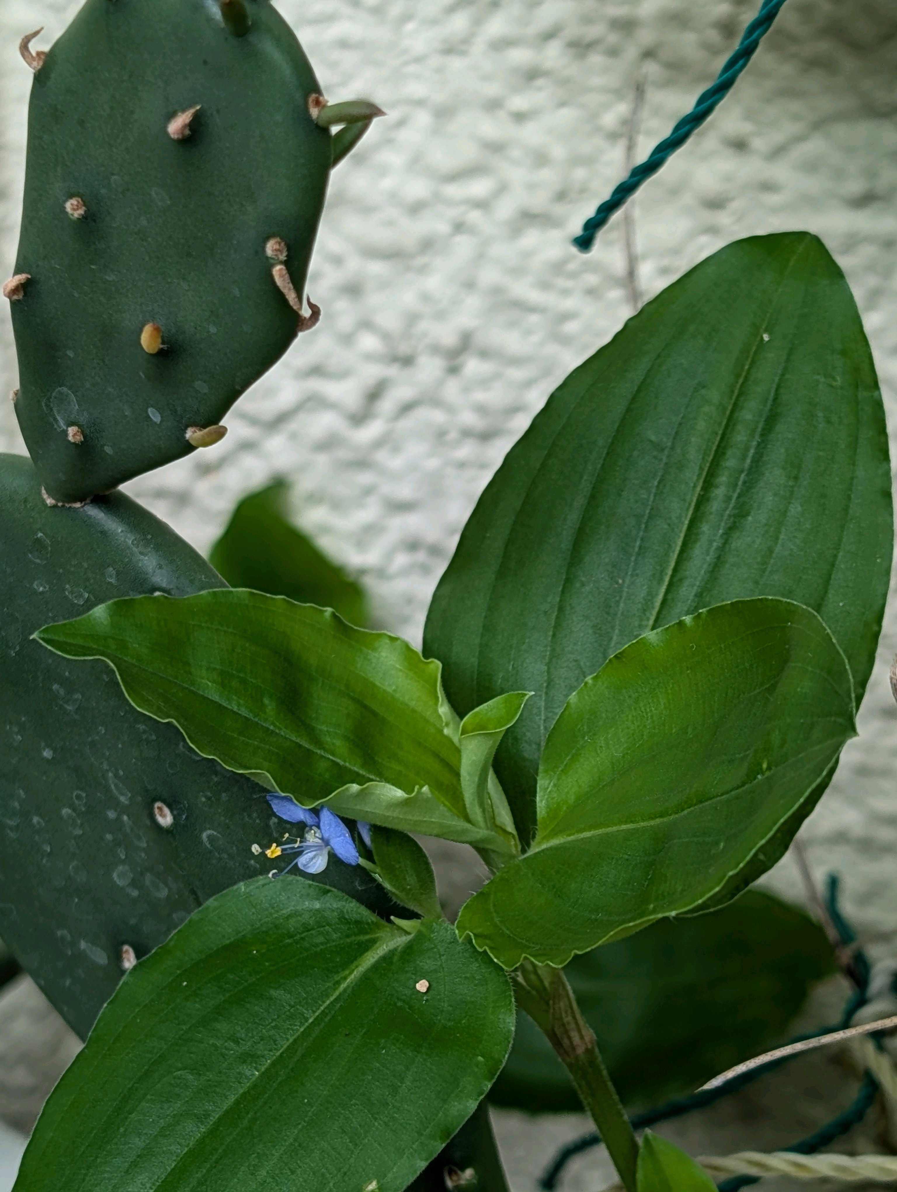 大型宝剣の一覧｜🍀GreenSnap（グリーンスナップ）