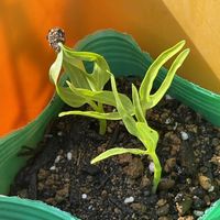 芽キャベツ,白菜,カリフラワー,エンツァイ 空心菜,野菜の芽の画像