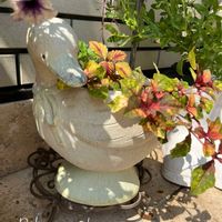 コリウス,コリウス,ペンタス,ペンタス,秋明菊の画像