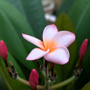 プルメリア,鉢植え,南国植物,花咲く,バルコニストの画像