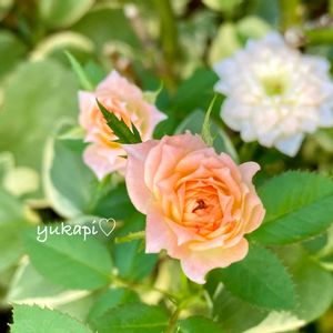 ミニバラ,薔薇　ルイの涙,秋の気配,緑のある暮らし,京成バラ園の画像