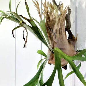 コットンキャンディ,ビカクシダ・ビーチー,観葉植物,シダ植物,流木の画像