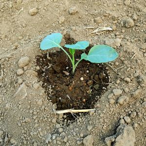 アレッタ,自家製野菜,栽培記録,農業女子,おうち園芸の画像