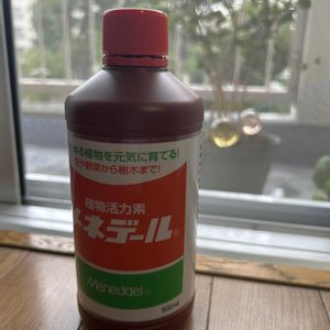 ウンベラータ,水挿し,メネデール,メネデール使用中,剪定の画像