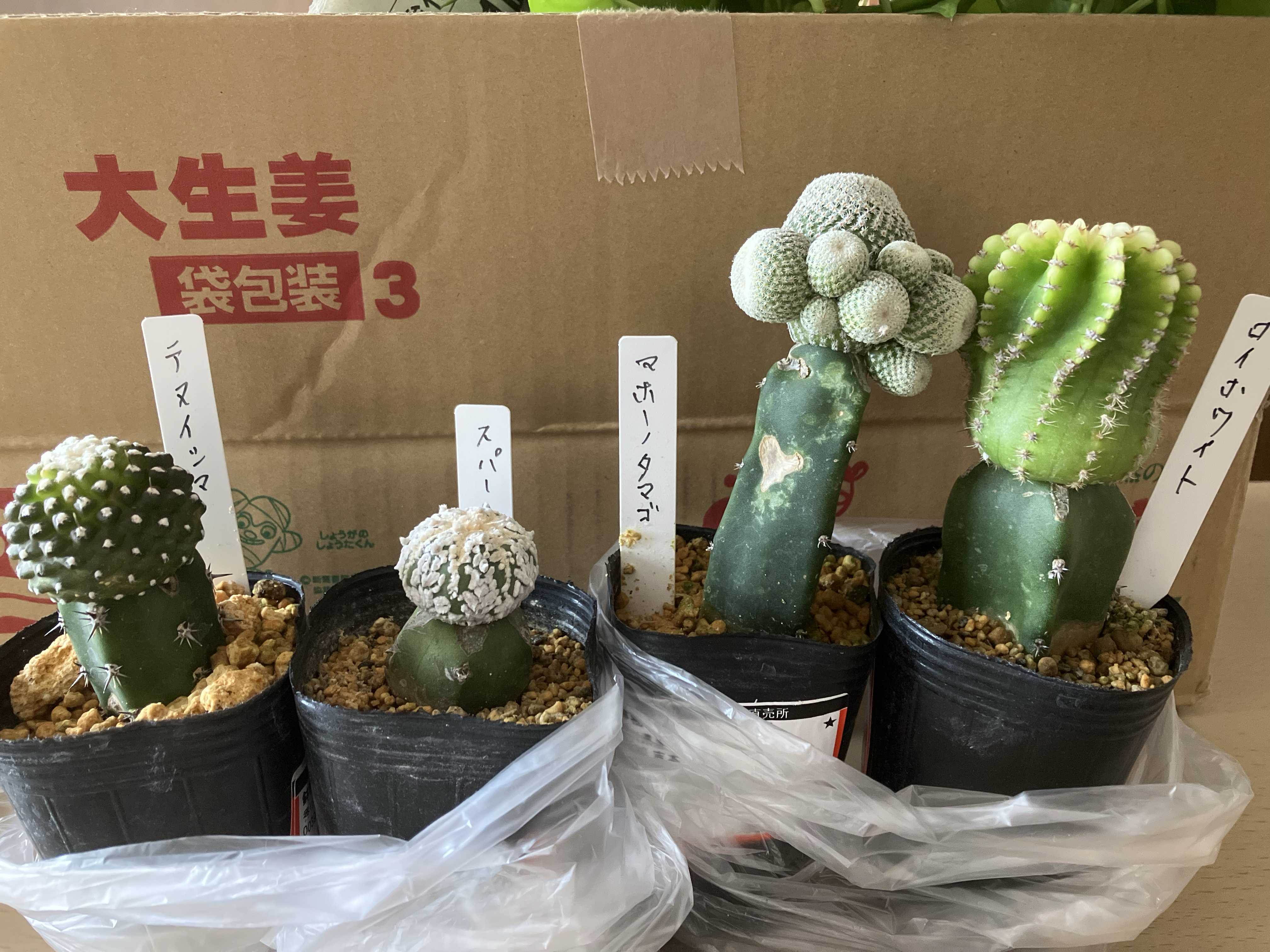 ロイホワイトの一覧｜🍀GreenSnap（グリーンスナップ）