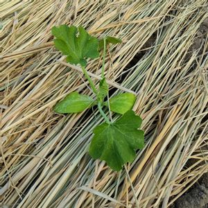 秋ズッキーニ,自家製野菜,栽培記録,農業女子,おうち園芸の画像