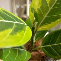 フィカス・アルテシマ,観葉植物,初心者の画像