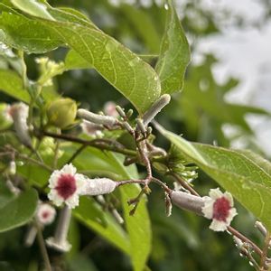 屁糞葛,ヘクソカズラ,ヘクソカズラ(早乙女花),リース,つる性植物の画像