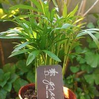テーブルヤシ,テーブルヤシ,チャメドレア・エレガンス,観葉植物,3COINSの画像