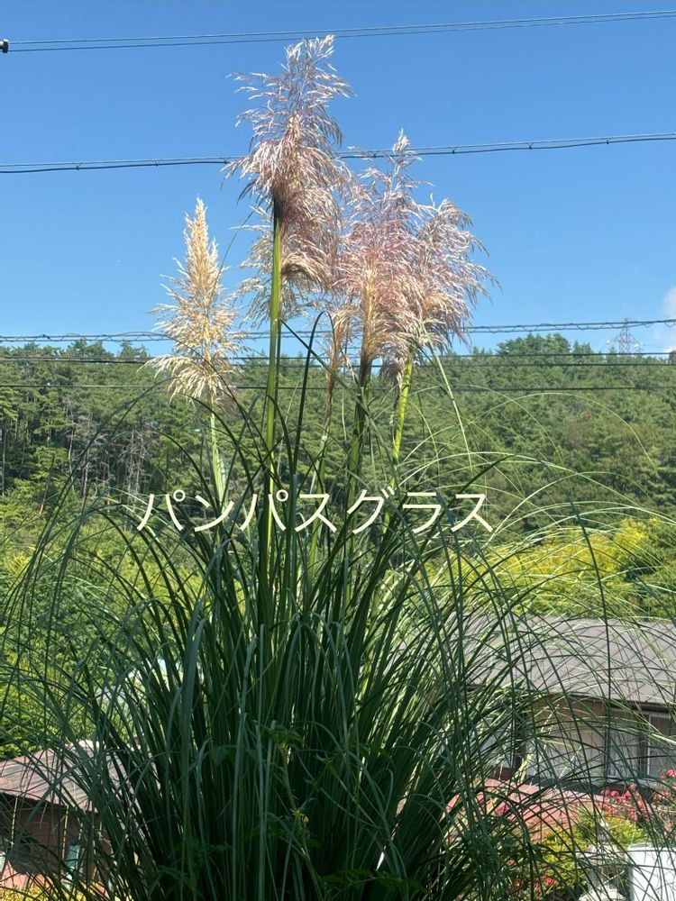 roboさんの里山ガーデン（大花壇）への投稿